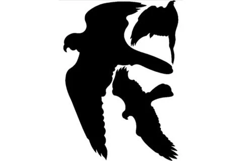Pickup raamdecoratie vogelsilhouet zelfklevend wit